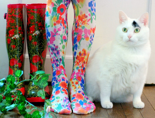 花脚边的可爱大白猫