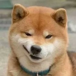 猫狗一左一右可爱情侣头像