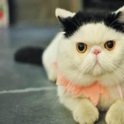 这6种猫成为流浪猫真的很难活过3个月