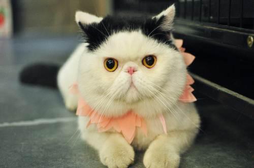 这6种猫，一旦它成为流浪猫，它们真的很难活过3个月（图1）