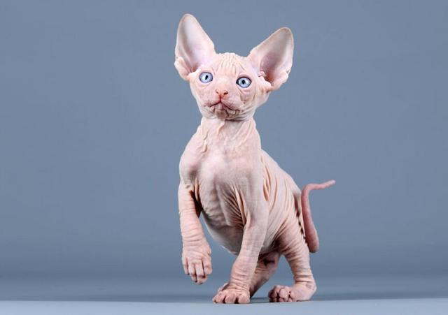 这6种猫，一旦它成为流浪猫，它们真的很难活过3个月（图3）