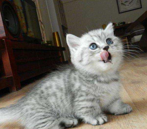 这6种猫，一旦它成为流浪猫，它们真的很难活过3个月（图4）