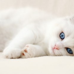 <b>呆萌可爱小猫咪图片</b>