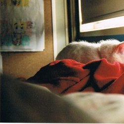 可爱猫咪LOMO图片二