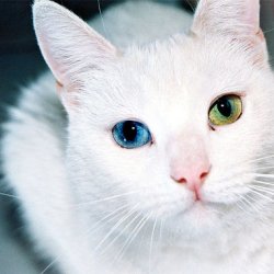 可爱小猫咪的葫萌图片