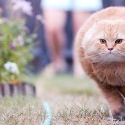 猫咪超搞笑的可爱照片