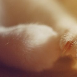 <b>猫咪酣睡时的萌萌表情</b>