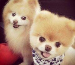 超可爱的小狗狗照片图片