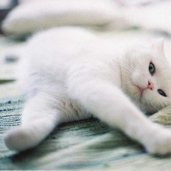 可爱宠物猫咪图片大全