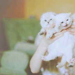 人类的好朋友猫咪唯美照片