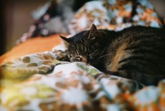 萌哒哒的小猫图片可爱