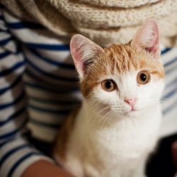 <b>唯美猫咪的文艺意境图片</b>