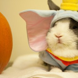 萌萌的小动物照片大全