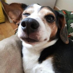 可爱萌萌的小狗狗图片