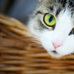 小猫咪唯美意境图片