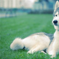 帅气的狗狗图片大全