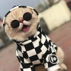 霸气高冷孤独动物头像小猫咪