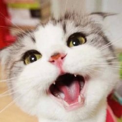 猫头像可爱微信头像图片大全