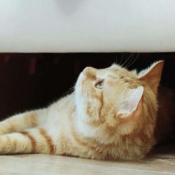 萌宠猫咪图片大全可爱微信图片