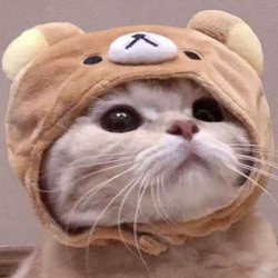 萌猫微信头像图片大全可爱