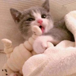 女人用猫做微信头像的可爱图