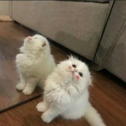 微信头像猫咪图片萌萌的