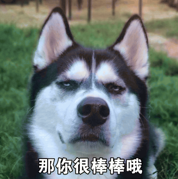 哈士奇表情包 [那你好棒棒哦 要不要给你鼓鼓掌？]
