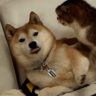 柴犬gif动态表情包 [一套超级可爱的微信秋田犬表情]