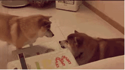 柴犬gif动态表情包 [一套超级可爱的微信秋田犬表情]