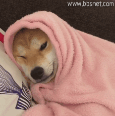 柴犬gif动态表情包 [一套超级可爱的微信秋田犬表情]