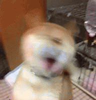 狗子眼神表情包 [确定过眼神 我遇见对的人]