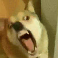 狗子眼神表情包 [确定过眼神 我遇见对的人]