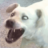 狗子眼神表情包 [确定过眼神 我遇见对的人]