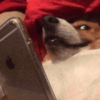 狗子眼神表情包 [确定过眼神 我遇见对的人]