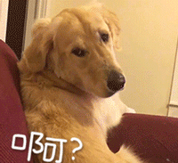 狗狗金毛犬宠物带字动态表情