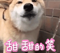 宠物带字表情包 [金毛犬：等一个有缘人]