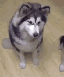 哈士奇emmm表情包 [二哈emmm...... prprpr......原图系列]