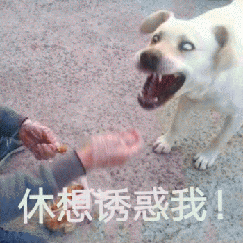 狗子表情包 [表面稳如狗 内心慌得一批]