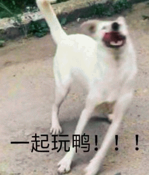 沙雕狗狗表情包 [大家都听我说，你们都是狗]