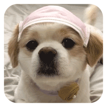 沙雕狗狗表情包 [大家都听我说，你们都是狗]