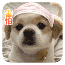 沙雕狗狗表情包 [大家都听我说，你们都是狗]