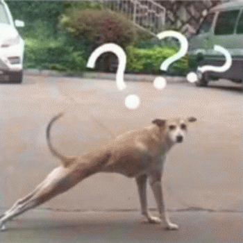 沙雕狗狗表情包 [大家都听我说，你们都是狗]