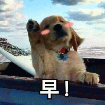 沙雕狗狗表情包 [大家都听我说，你们都是狗]