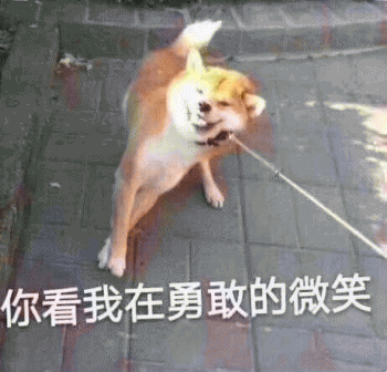沙雕狗狗表情包 [大家都听我说，你们都是狗]