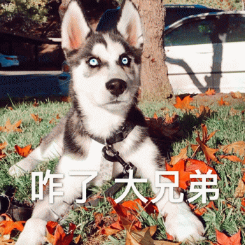 狗狗表情包带字 [这双狗眼看透太多了]