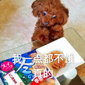 狗狗表情包带字 [这双狗眼看透太多了]
