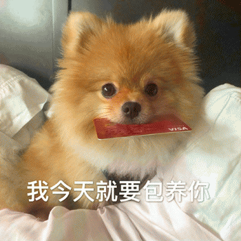 狗狗表情包带字 [这双狗眼看透太多了]