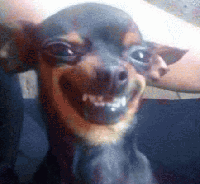 吉娃娃表情包 [我想这是用表情包的最高境界]