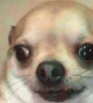 吉娃娃表情包 [我想这是用表情包的最高境界]