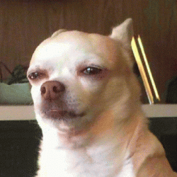 吉娃娃可怜吃惊搞笑表情包